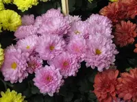 Bild 685.webp