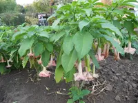 DSCN1314.webp