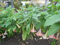 DSCN1315.webp