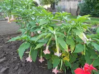 DSCN1316.webp