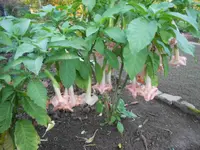 DSCN1317.webp