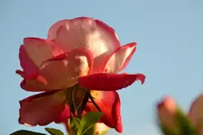 Rosen_26627.webp