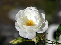 DSCN9700.webp