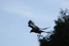 Krähe Abflug.webp