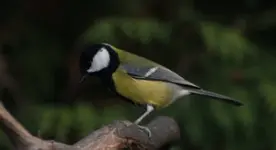 Kohlmeise.webp