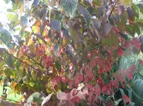 009.webp