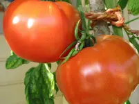 015.webp