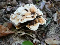 P1060579a.webp
