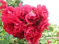 033.webp
