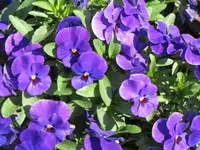 Bild 339.webp