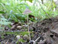 P1220275.webp