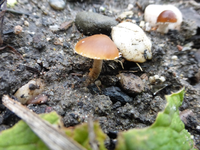 P1220334.webp