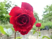 P1100180.webp