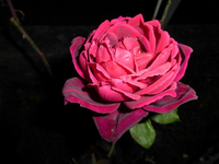 P1220164.webp