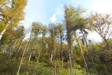 bäume.webp
