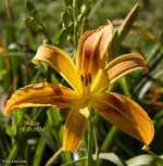 IMG_8040.webp