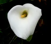 calla v.webp