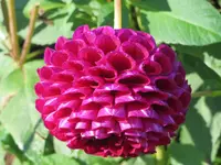 rot_IMG_3272.webp