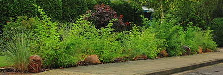 Wildrosenhecke_langer Schenkel_700.webp