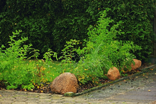 Wildrosenhecke_kurzer Schenkel_640.webp