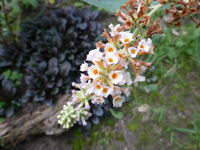 P1220266.webp