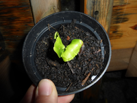 P1220159.webp