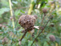 P1220276.webp