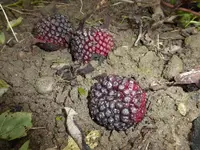 P1220341.webp