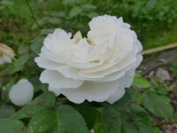 P1220324.webp