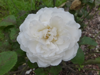 P1220326.webp