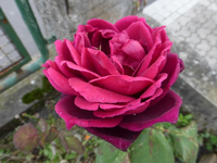 P1220306.webp
