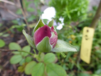 P1220316.webp
