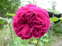 P1220287.webp