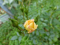 P1220268.webp