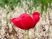Beauty of Livermore.webp