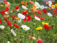 Gartenzwerg.webp