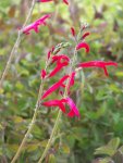 salvia reptans.jpg