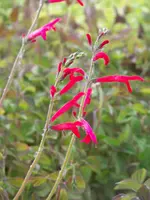 salvia reptans.webp