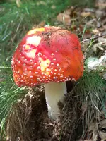 Waldspaziergang 002.webp