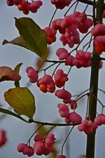 DSC_3038.webp
