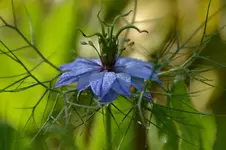 Jungfer im Grünen_31640.webp