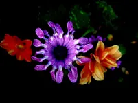 Sommerbunt v.webp