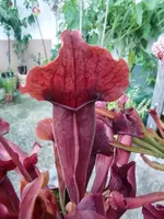 CIMG0892.webp