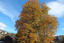 DSCF8429.webp