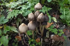 hütchenpilze.webp