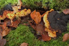 pilze.webp