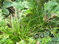 DSCN9590.webp