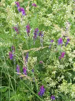 Kassuben-Wicke mit Wiesen-Labkraut.webp