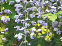 blauregen.webp
