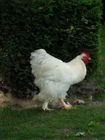 image.webp
